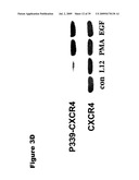 Phosphospecific Chemokine Receptor Antibodies diagram and image
