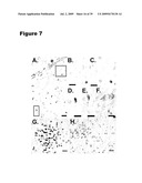 Phosphospecific Chemokine Receptor Antibodies diagram and image