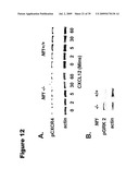 Phosphospecific Chemokine Receptor Antibodies diagram and image