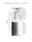 NON-COILED PROTECTIVE REGIONS OF PNEUMOCOCCAL SURFACE PROTEINS PSPA AND PSPC diagram and image