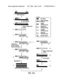 METHOD FOR MAKING AVAILABLE A PRIMING OLIGONUCLEOTIDE diagram and image