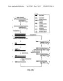 METHOD FOR MAKING AVAILABLE A PRIMING OLIGONUCLEOTIDE diagram and image