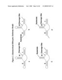 Nucleic Acid-Mediated Treatment of Diseases or Conditions Related to Levels of Vascular Endothelial Growth Factor Receptor (VEGF-R) diagram and image