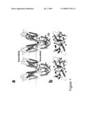 Homology Models of Mammalian Zinc Transporters and Methods of Using Same diagram and image