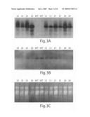 Compositions and Methods of Increasing Stress Tolerance in Plants diagram and image