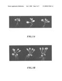 Specific Promoter Region Expresses in Actively Dividing Young Tissues and the Aging Tissues in Plants as Well as its Application diagram and image