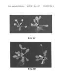 Specific Promoter Region Expresses in Actively Dividing Young Tissues and the Aging Tissues in Plants as Well as its Application diagram and image