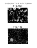 PROCESS FOR PRODUCING AN ALUMINA COATING COMPRISED MAINLY OF ALPHA CRYSTAL STRUCTURE diagram and image