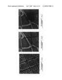 Fluorescent photopolymerizable resins and uses thereof diagram and image