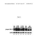 Anti-VEGF Antibody Compositions and Methods diagram and image