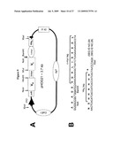 Anti-VEGF Antibody Compositions and Methods diagram and image