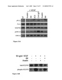 Anti-VEGF Antibody Compositions and Methods diagram and image