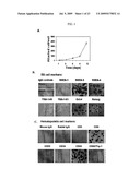 Isolated Embryonic-Like Stem Cells Derived From Human Umbilical Cord Blood diagram and image