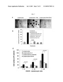 Isolated Embryonic-Like Stem Cells Derived From Human Umbilical Cord Blood diagram and image