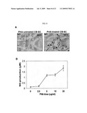 Isolated Embryonic-Like Stem Cells Derived From Human Umbilical Cord Blood diagram and image