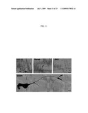 Isolated Embryonic-Like Stem Cells Derived From Human Umbilical Cord Blood diagram and image