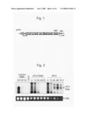 Modified Human Hepatitis C Virus Genomic RNA That can be Autonomously Replicated diagram and image