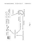 Screening assays for polymerase enhancement diagram and image