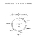 METHODS AND COMPOSITIONS FOR DETECTING PROMOTER ACTIVITY AND EXPRESSING FUSION PROTEINS diagram and image