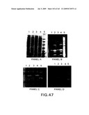METHODS AND COMPOSITIONS FOR DETECTING PROMOTER ACTIVITY AND EXPRESSING FUSION PROTEINS diagram and image