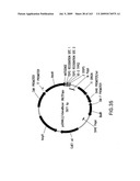 METHODS AND COMPOSITIONS FOR DETECTING PROMOTER ACTIVITY AND EXPRESSING FUSION PROTEINS diagram and image