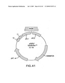 METHODS AND COMPOSITIONS FOR DETECTING PROMOTER ACTIVITY AND EXPRESSING FUSION PROTEINS diagram and image