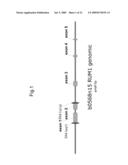 PLANTS WITH ALTERED ROOT ARCHITECTURE, INVOLVING THE RUM1 GENE, RELATED CONSTRUCTS AND METHODS diagram and image