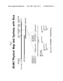 PLANTS WITH ALTERED ROOT ARCHITECTURE, INVOLVING THE RUM1 GENE, RELATED CONSTRUCTS AND METHODS diagram and image