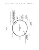 PLANTS WITH ALTERED ROOT ARCHITECTURE, INVOLVING THE RUM1 GENE, RELATED CONSTRUCTS AND METHODS diagram and image