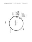 PLANTS WITH ALTERED ROOT ARCHITECTURE, INVOLVING THE RUM1 GENE, RELATED CONSTRUCTS AND METHODS diagram and image