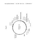 PLANTS WITH ALTERED ROOT ARCHITECTURE, INVOLVING THE RUM1 GENE, RELATED CONSTRUCTS AND METHODS diagram and image