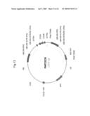 PLANTS WITH ALTERED ROOT ARCHITECTURE, INVOLVING THE RUM1 GENE, RELATED CONSTRUCTS AND METHODS diagram and image