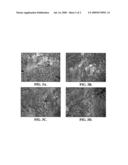 Carbohydrate-gypsum composite diagram and image