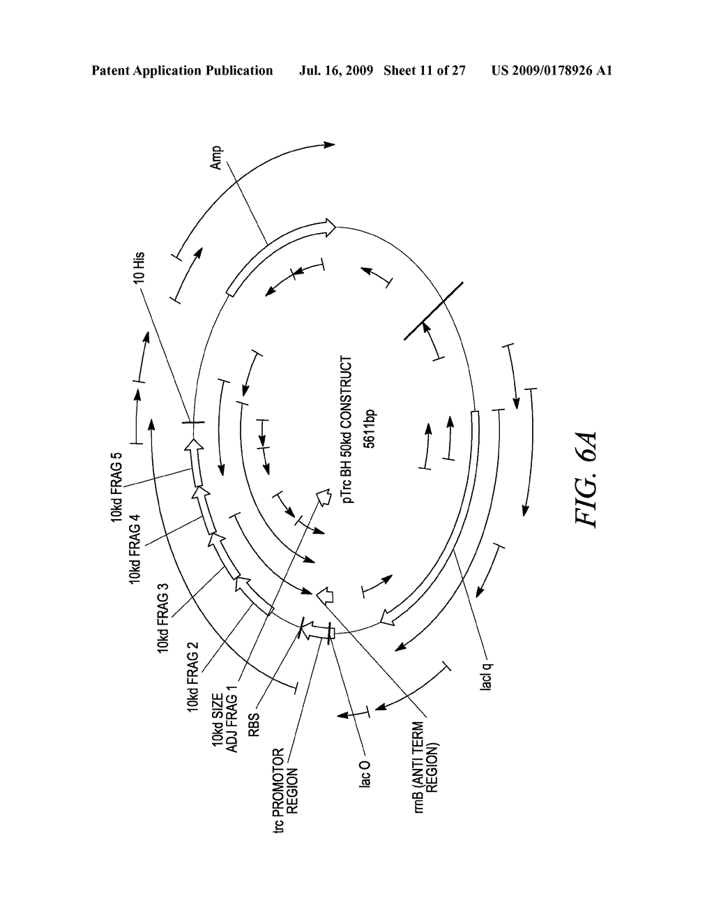 Sharply Resolving Labeled Protein Molecular Weight Standards - diagram, schematic, and image 12