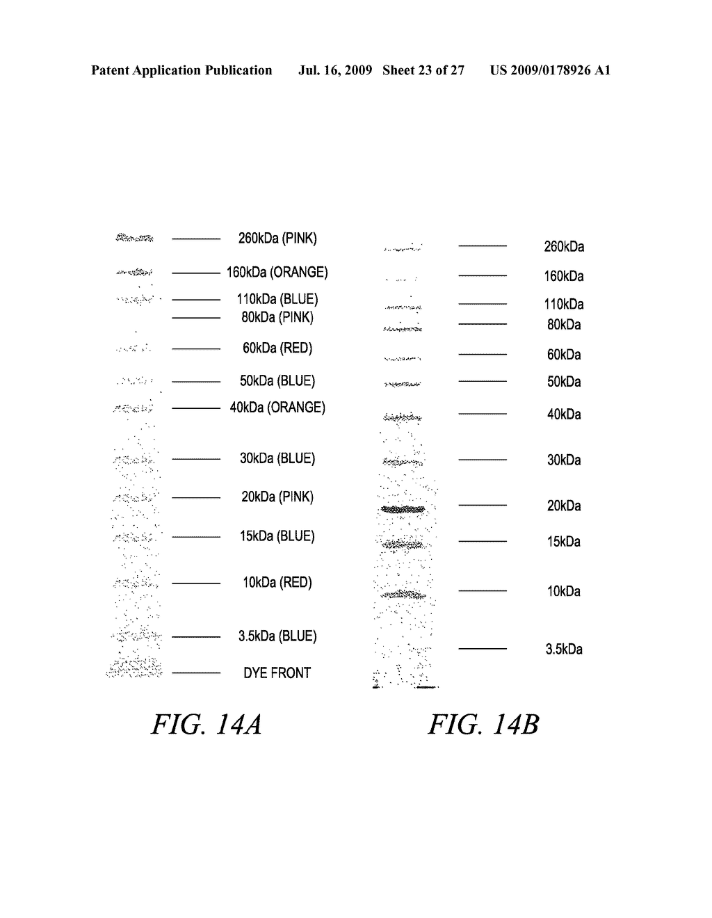 Sharply Resolving Labeled Protein Molecular Weight Standards - diagram, schematic, and image 24