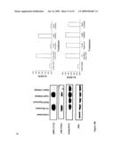 Regulation of S6 Kinsase Protein Activity and Related Methods diagram and image