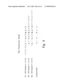 B-CELL EPITOPE PEPTIDES OF HSP 65, NOVEL AMINO ACID SEQUENCES, DNA ENCODING THE AMINO ACID SEQUENCES OF SAID PEPTIDES, ANTIBODIES DIRECTED AGAINST SAID PEPTIDES AND DIFFERENT USES THEREOF IN THE TREATMENT OF INFLAMMATORY AND AUTOIMMUNE DISEASES diagram and image