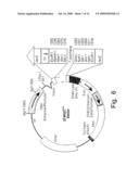 B-CELL EPITOPE PEPTIDES OF HSP 65, NOVEL AMINO ACID SEQUENCES, DNA ENCODING THE AMINO ACID SEQUENCES OF SAID PEPTIDES, ANTIBODIES DIRECTED AGAINST SAID PEPTIDES AND DIFFERENT USES THEREOF IN THE TREATMENT OF INFLAMMATORY AND AUTOIMMUNE DISEASES diagram and image