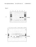 METHOD OF DETECTING MYCOPLASMA diagram and image