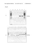 METHOD OF DETECTING MYCOPLASMA diagram and image