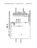Regulation of Human Transmembrane Serine Protease diagram and image
