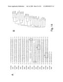 NUCLEOTIDE SEQUENCES MEDIATING MALE FERTILITY AND METHOD OF USING SAME diagram and image