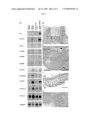 Use of histone chaperone activity of agrobacterium 6b protein diagram and image