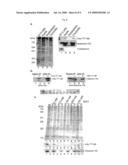 Use of histone chaperone activity of agrobacterium 6b protein diagram and image