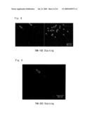 DIAGNOSTIC PROBE FOR CONFORMATION DISEASE diagram and image