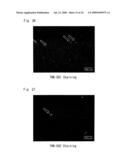 DIAGNOSTIC PROBE FOR CONFORMATION DISEASE diagram and image