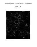 SOLID MATTER CONTAINING COENZYME Q diagram and image