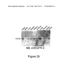 sVEGFR-2 AND ITS ROLE IN LYMPHANGIOGENESIS MODULATION diagram and image