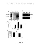 sVEGFR-2 AND ITS ROLE IN LYMPHANGIOGENESIS MODULATION diagram and image