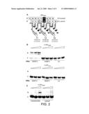 POLYPEPTIDE TARGETING TO MITOCHONDRIA diagram and image